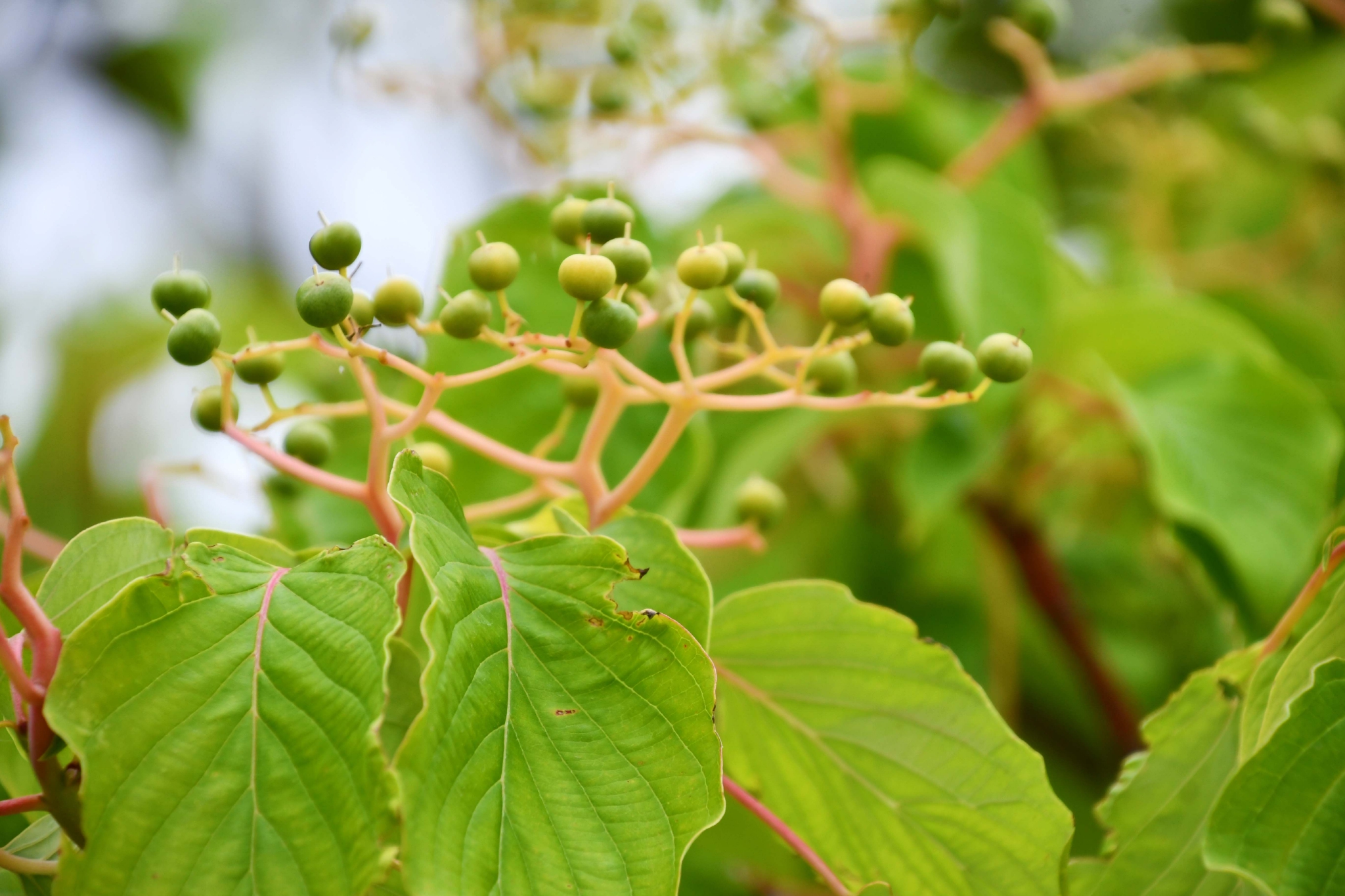 灯台树青果实原创拍摄