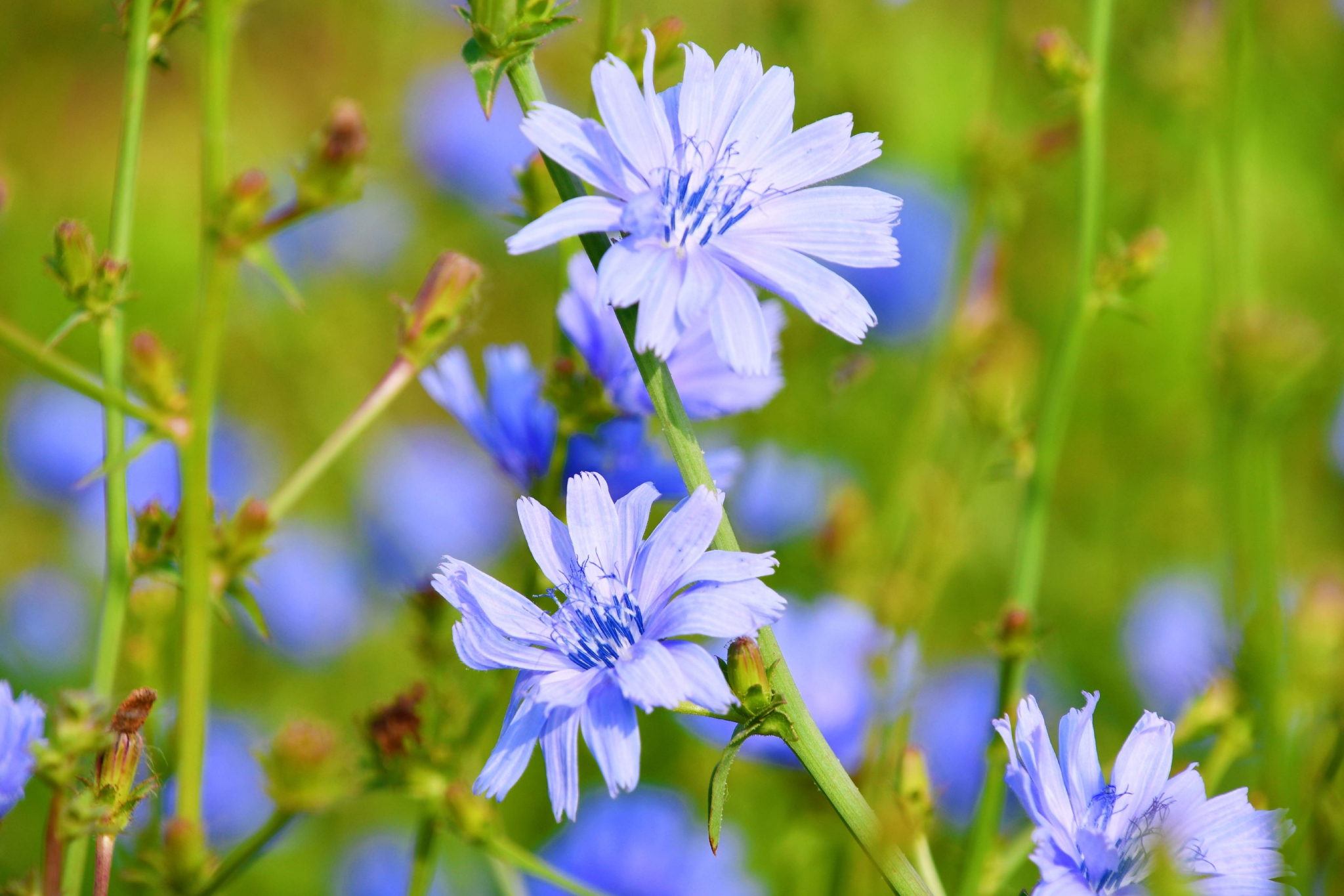 菊苣花原创拍摄