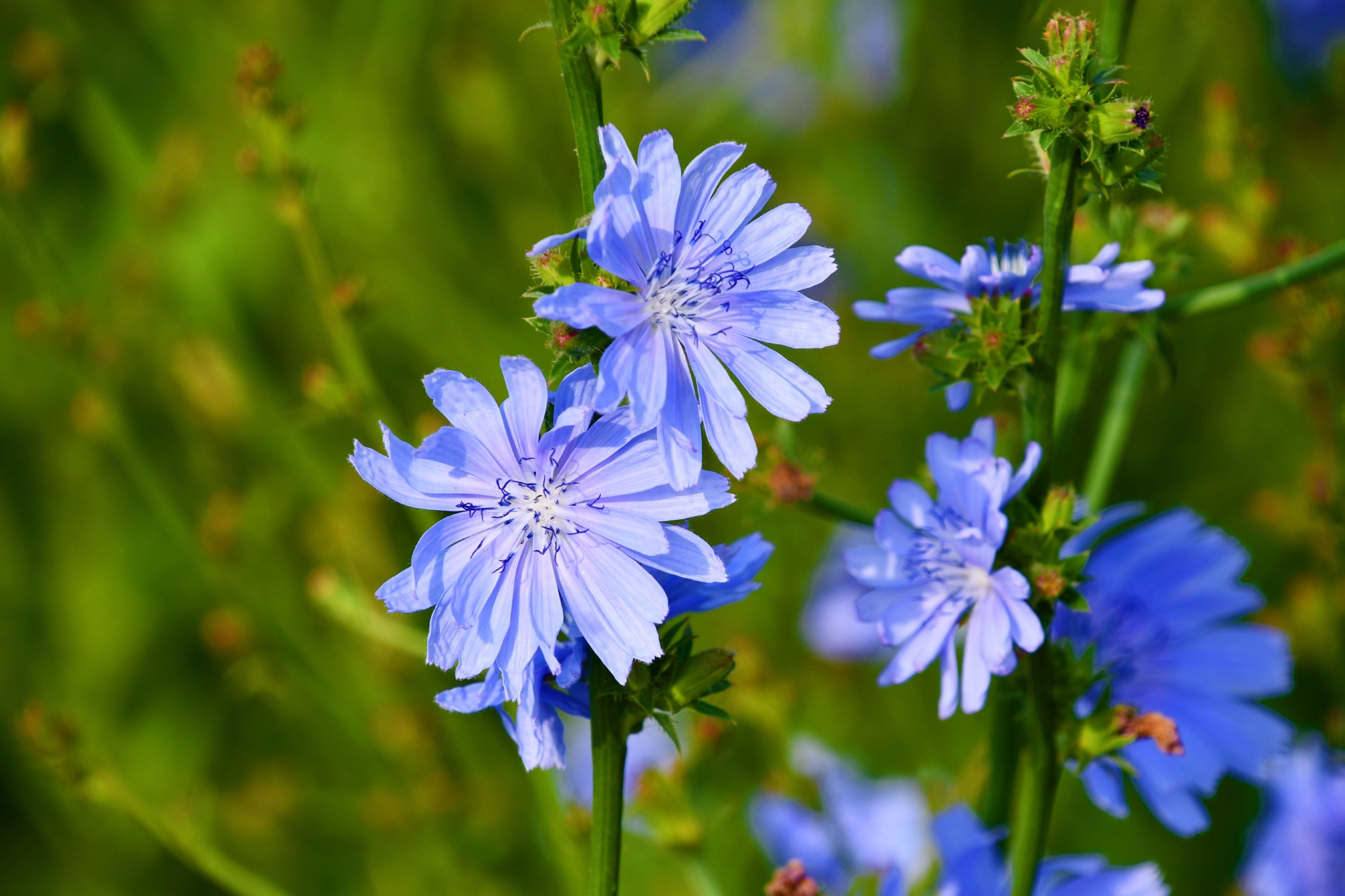 菊苣花原创拍摄