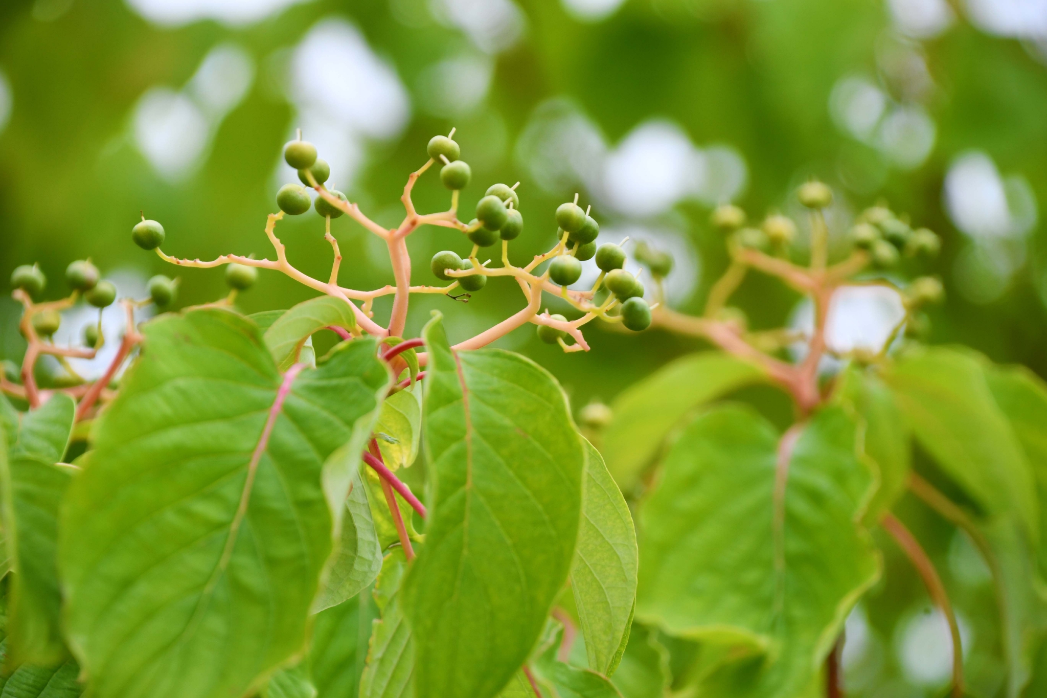 灯台树青果实原创拍摄