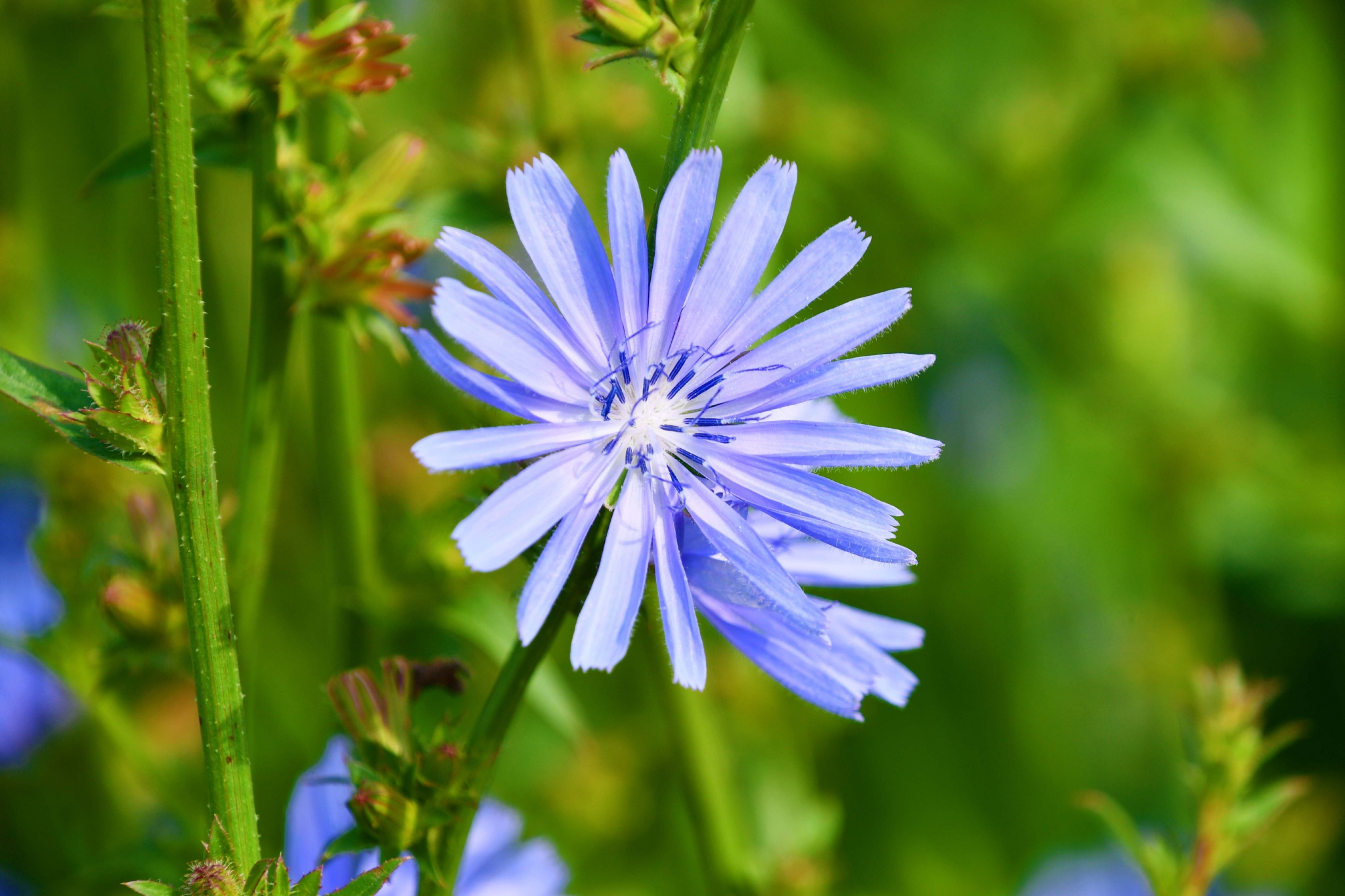 菊苣花原创拍摄