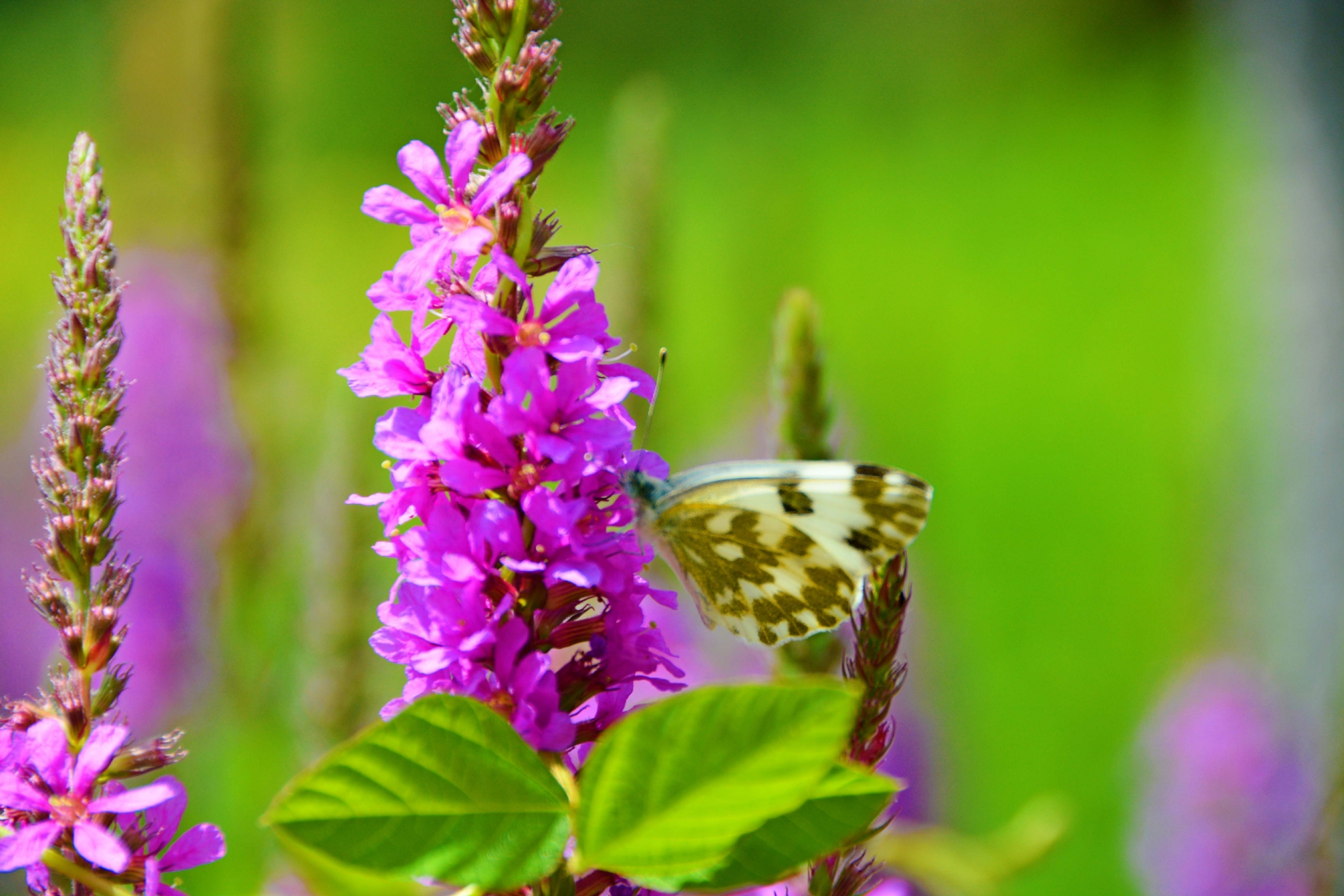 一只云粉蝶原创拍摄