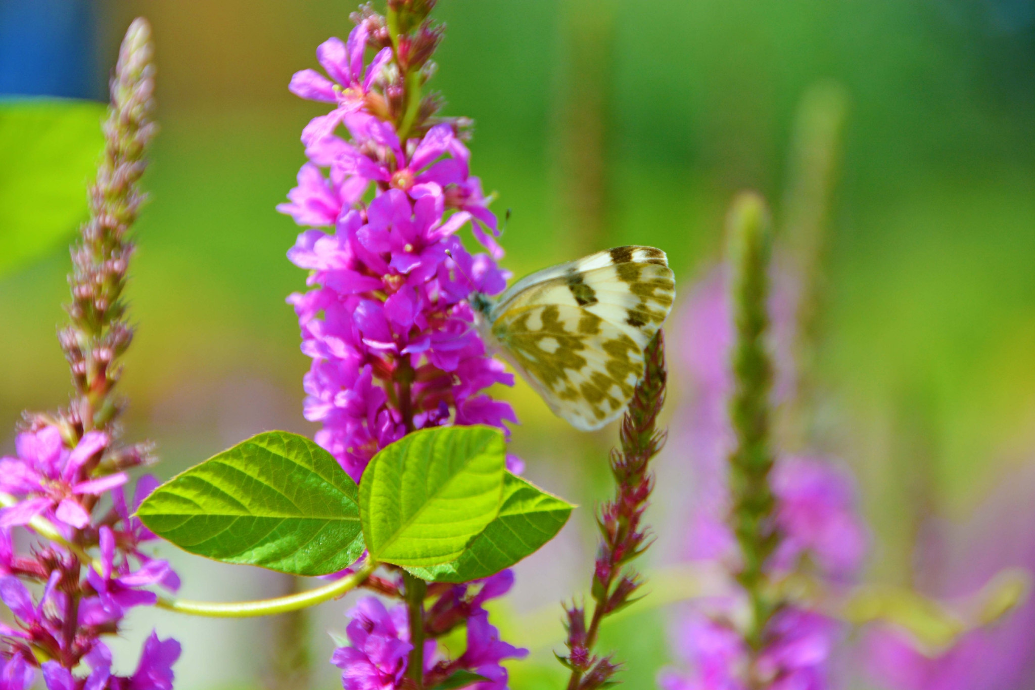 一只云粉蝶原创拍摄