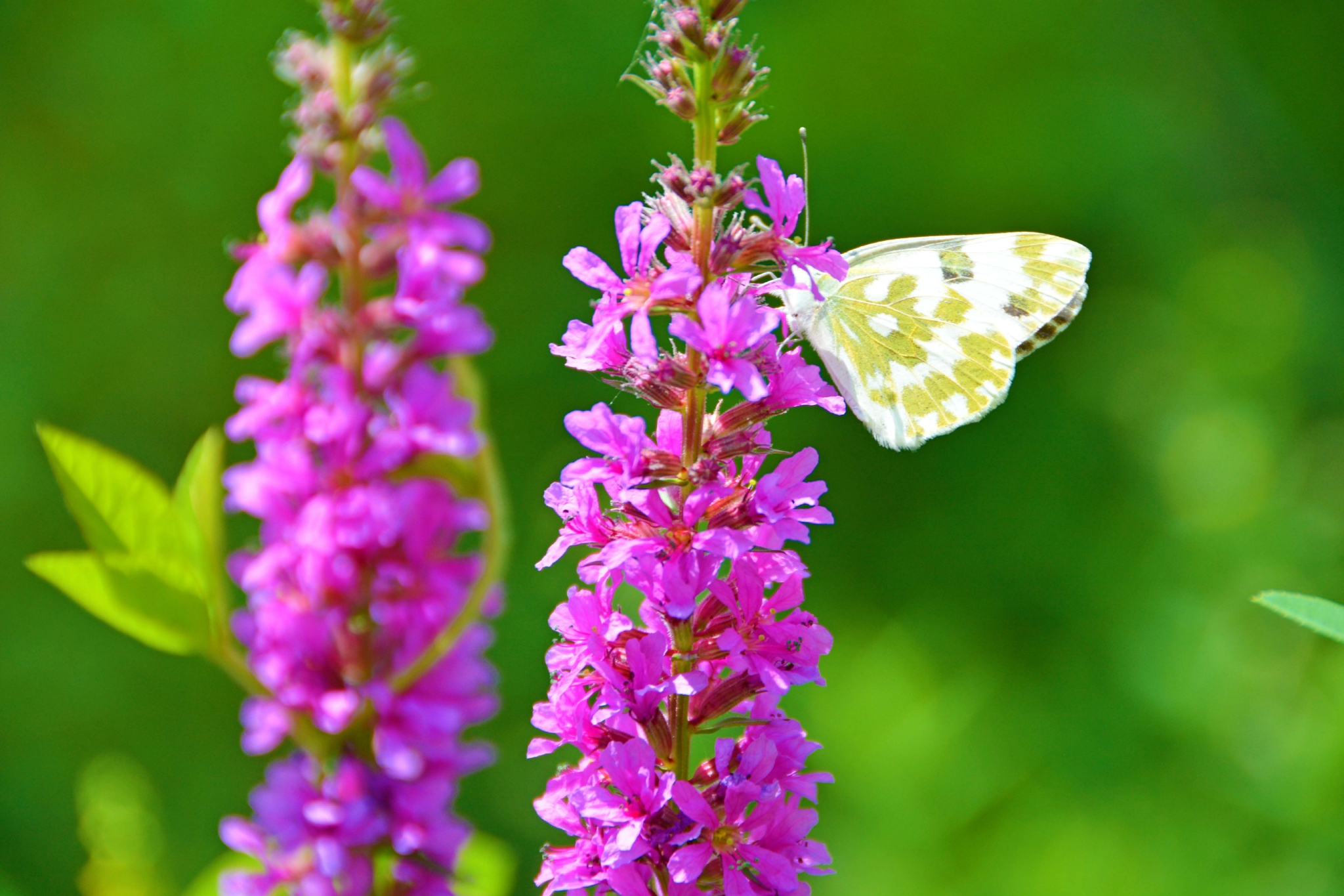 一只云粉蝶原创拍摄