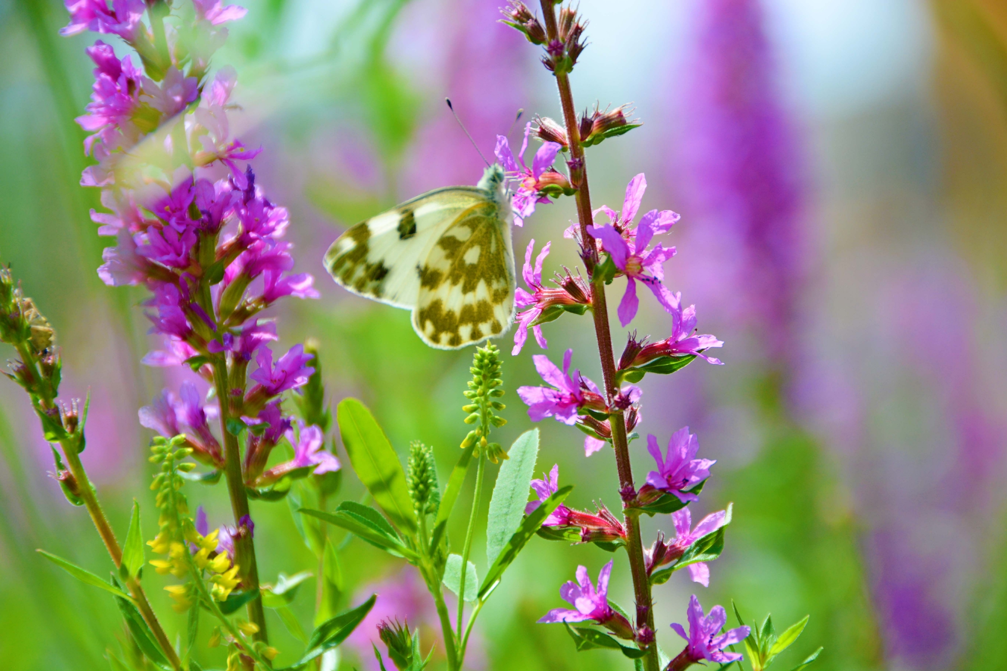 一只云粉蝶原创拍摄