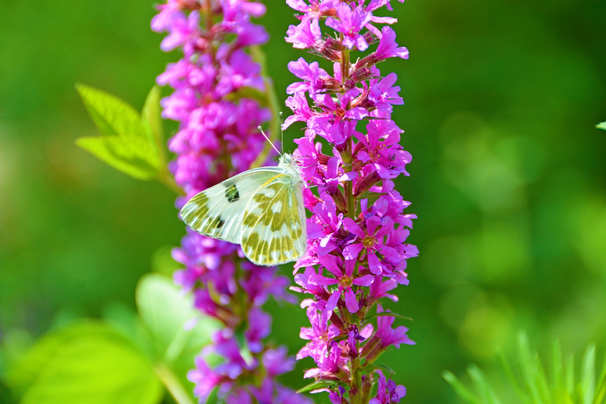 一只云粉蝶原创拍摄