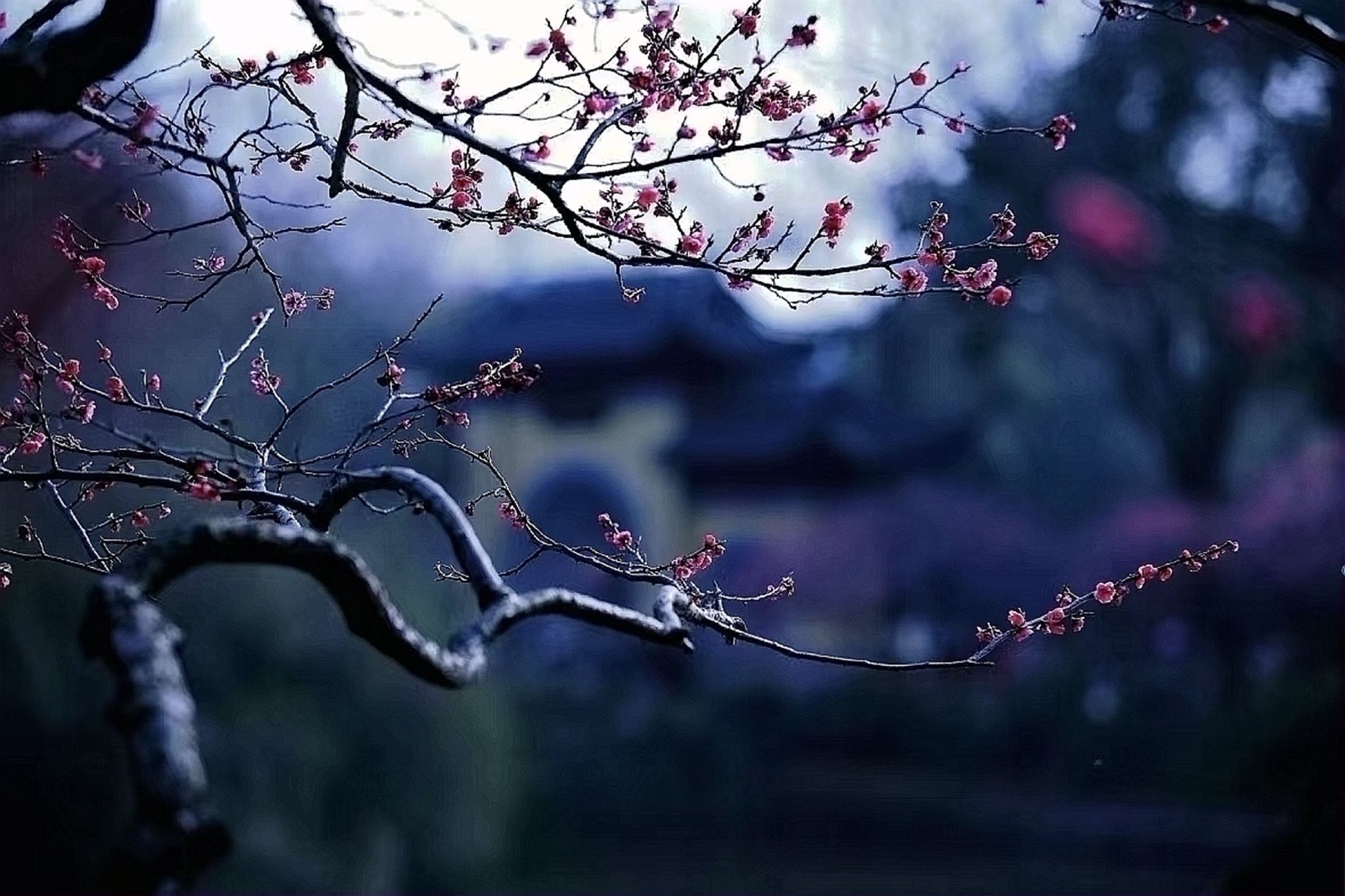红梅初绽春又来 花香鸟鸣好时节——万荣耀摄影__财经头条
