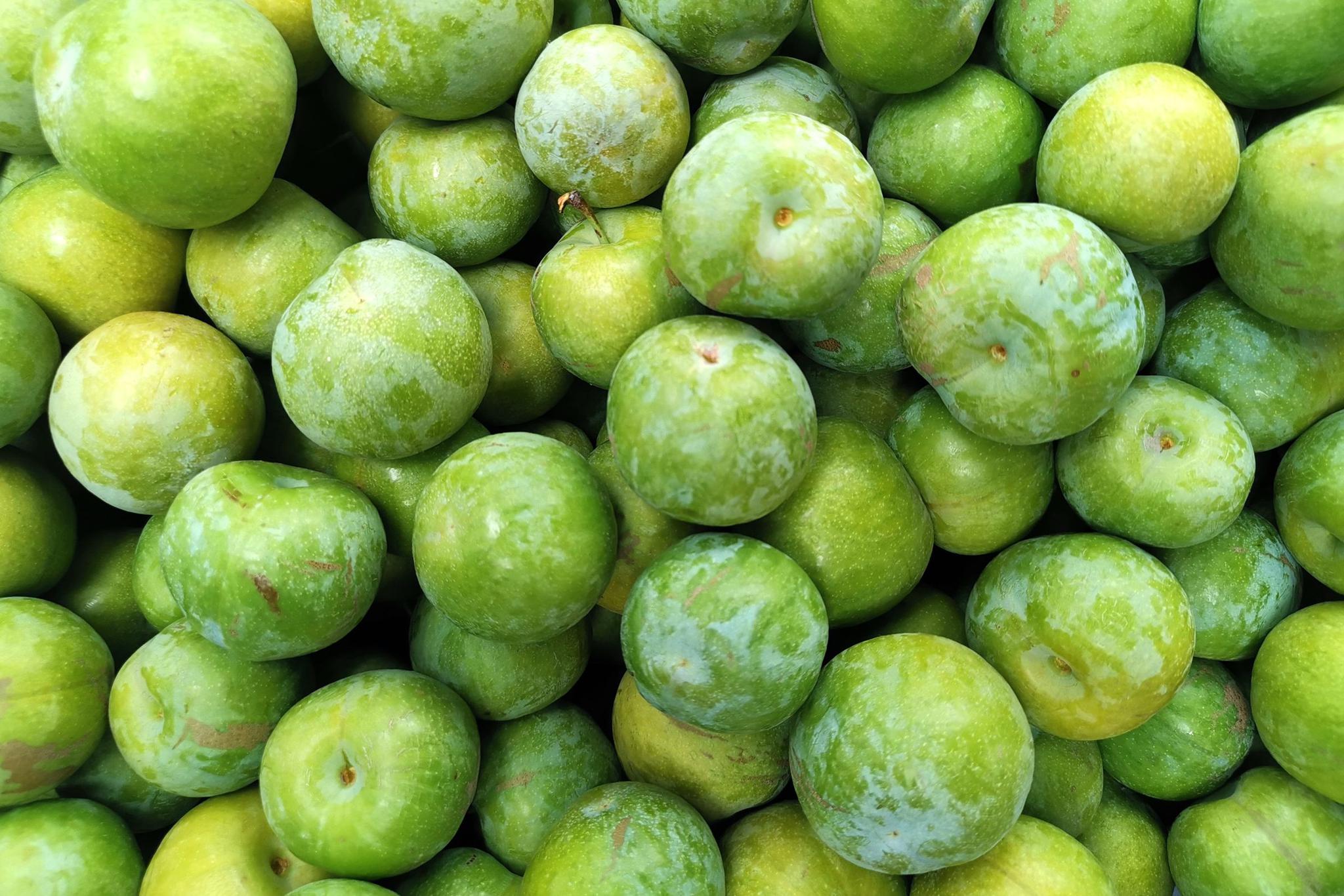 农民大姐把四川青脆李引种山西,供不应求卖上高价钱,啥情况|李子|农民