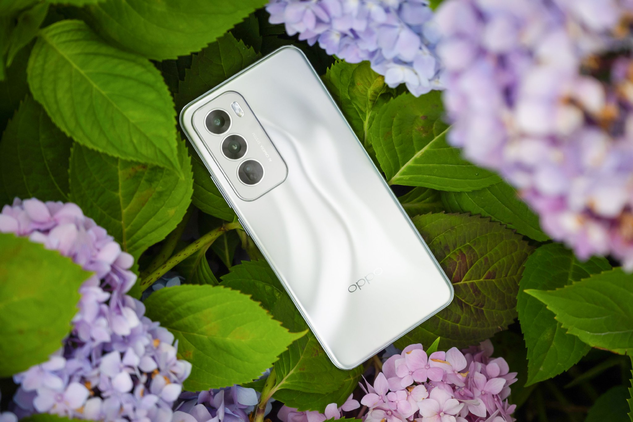 oppo reno12到手,手机美照走一波