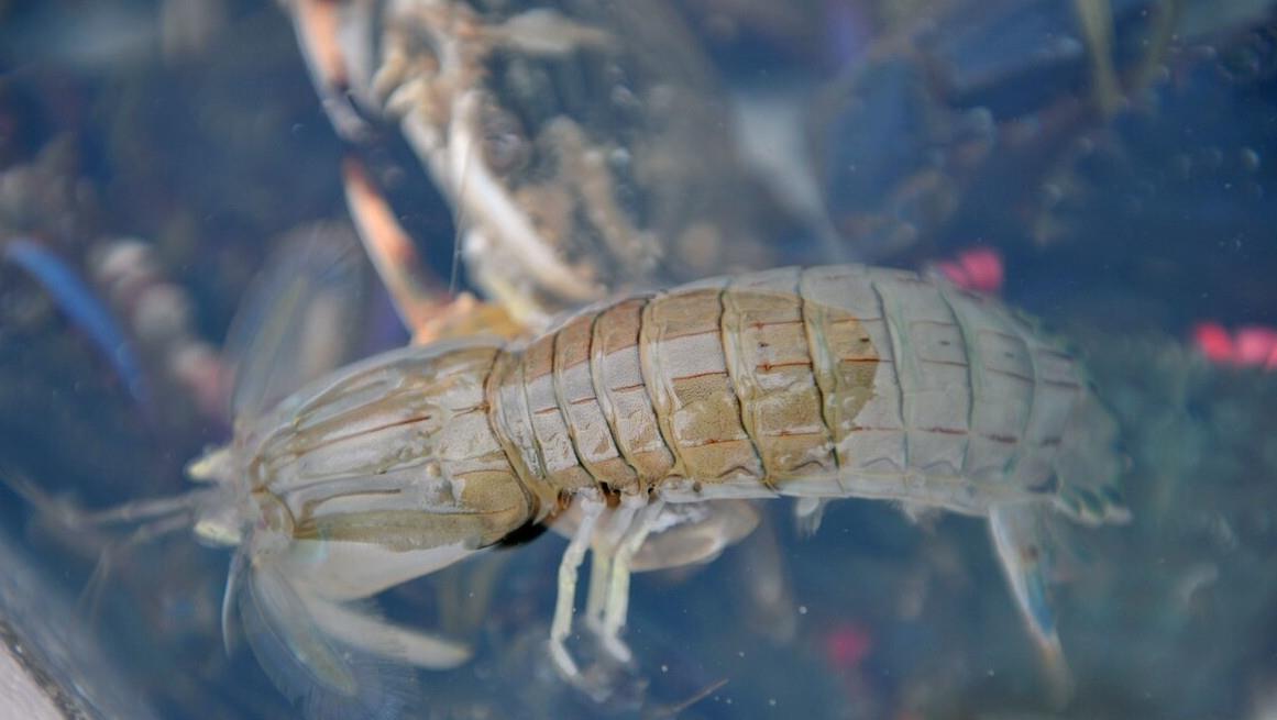 买皮皮虾选公的还是选母的老渔民看准这4处个个肥美