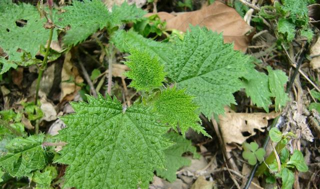 它是治疗皮肤病"特效药",学名焮麻,农村很常见,遇到请重视!__财经头条