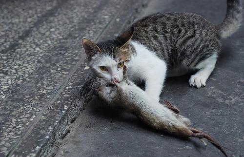 你知道为什么猫这么喜欢抓老鼠吃吗?猫:我也没办法了啊