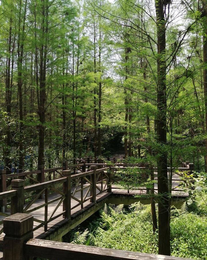 走在木栈道,置身在夏日里的水杉林,可以忘却一切烦恼