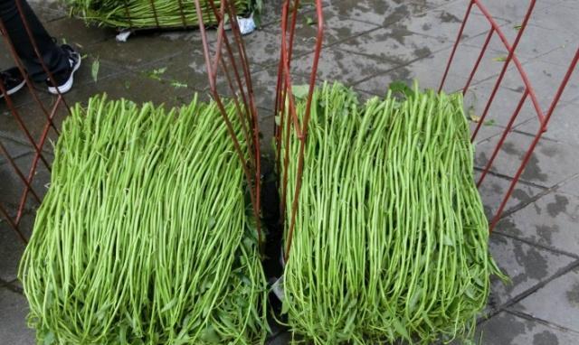 中国人却不稀罕,可能对它并不了解|博白|蕹菜|空心菜_新浪新闻