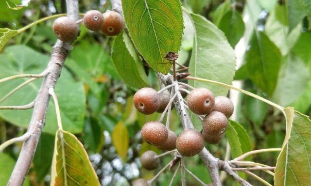 山上的这种野果,我们叫它棠梨子,还能做糖葫芦,这种做法好吃