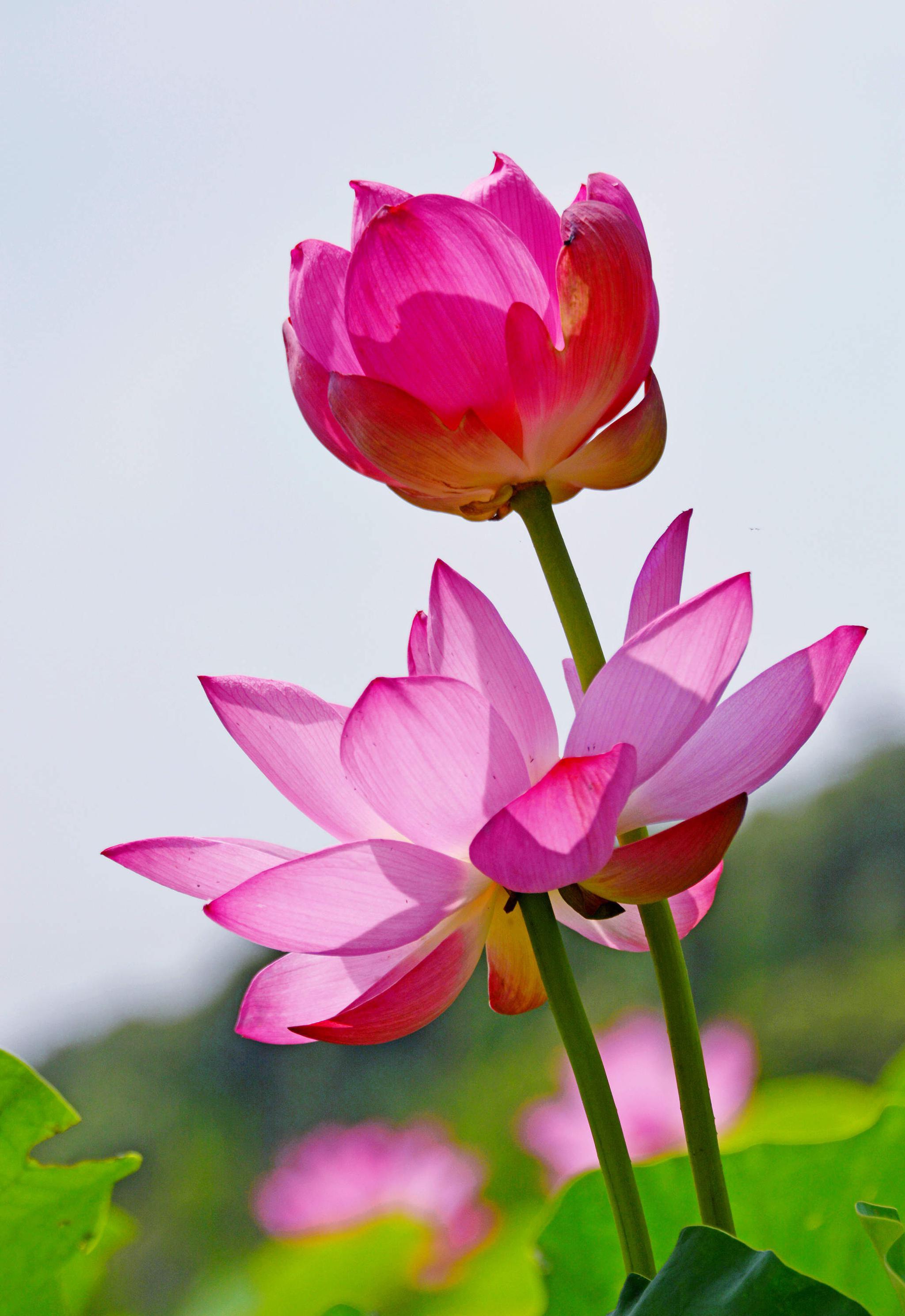 映日荷花别样美2021年06月29日江苏无锡锡山开发区科创园