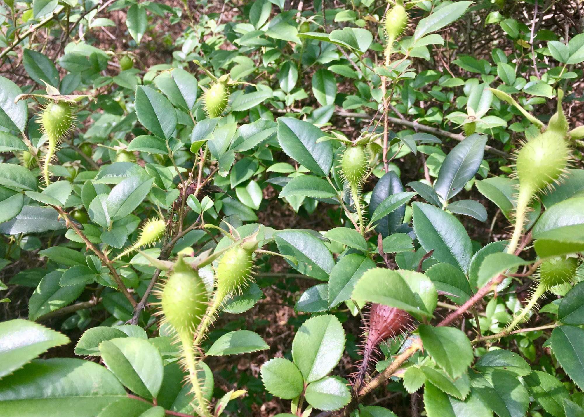 在我们老家的路旁和山林中,有一种浑身带刺野果子,果子成熟后变成红