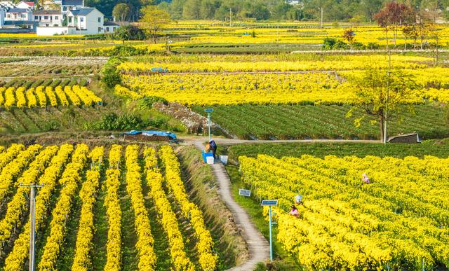 半亩花田精油香氛身体乳怎么样 曼德琳红色身体乳是什么香味