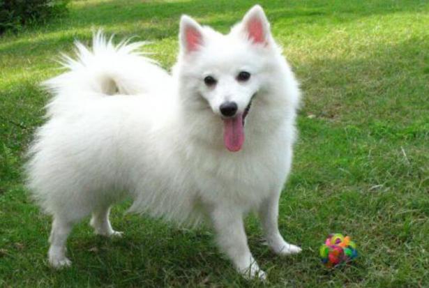 银狐犬拥有高的颜值给人一种高雅之感为什么饲养的人却不多