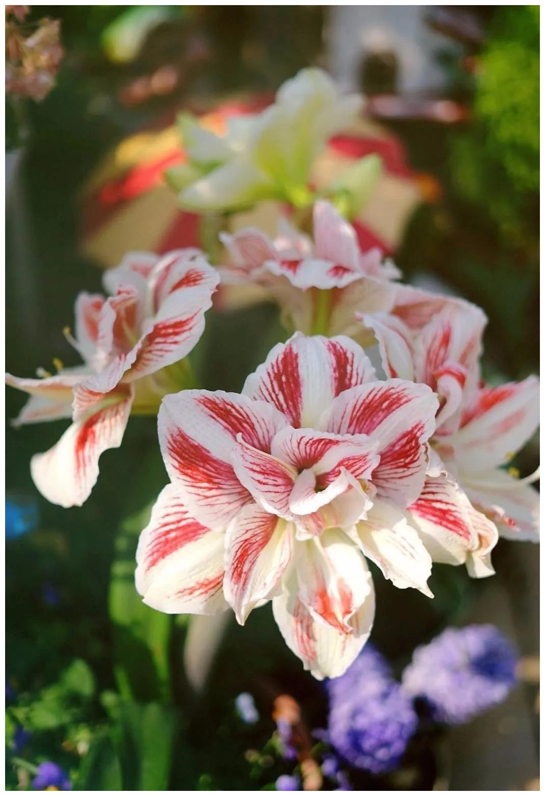 鹤顶红_鹤顶红最新消息,新闻,图片,视频_聚合阅读_新浪网