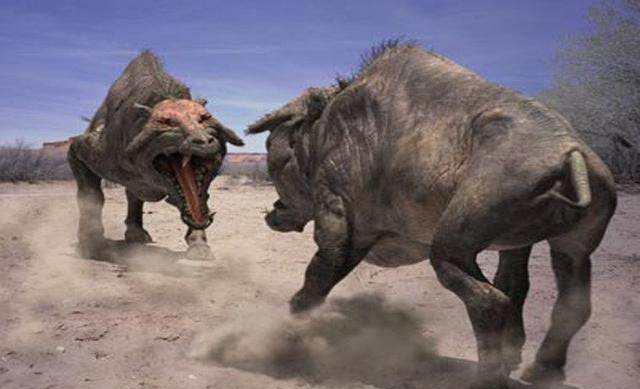 为何猪没有在进化中灭绝?看看它的祖先是谁,你就明白了!