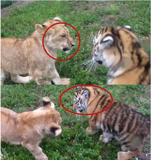 小老虎和小狮子大打出手场面太搞笑网友真不是来卖萌的