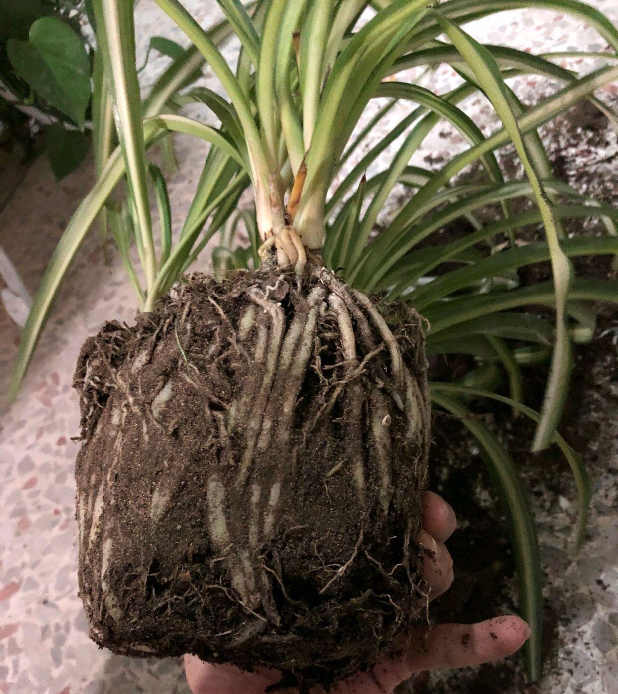 吊兰|根系|大盆_新浪新闻