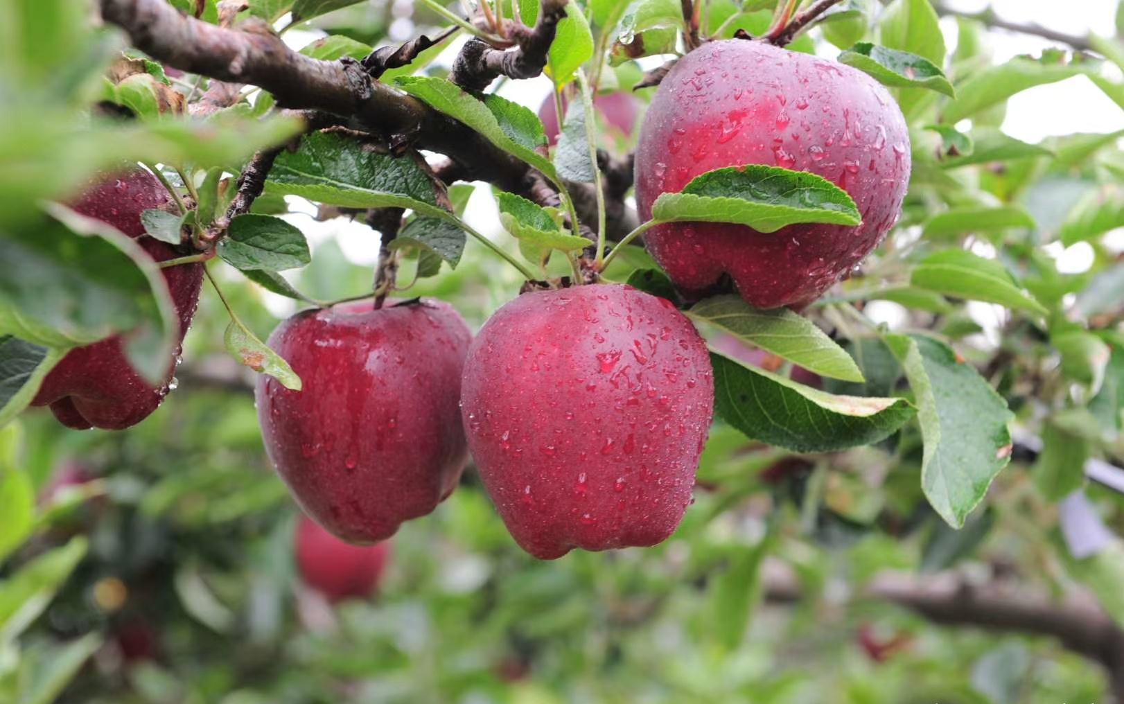 九月,西北黄土地上的喜悦,从天水花牛苹果园开始!