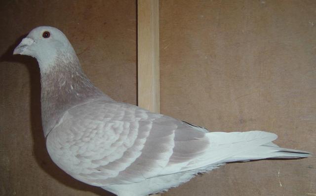 有这些特点的雌鸽可能是金母!|雌鸽|鸽子|喔喔_新浪新闻