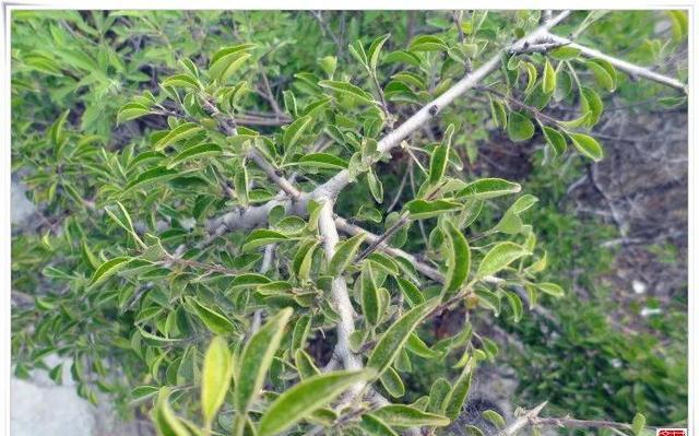 柳叶鼠李,我们叫黑格兰,叶香当茶喝,根好做根雕_高清图集_新浪网