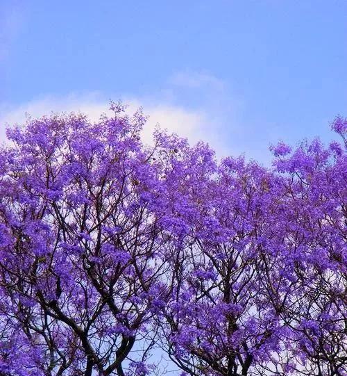 分享图片蓝花楹