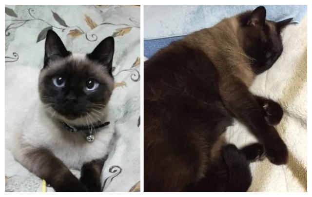 养暹罗就像在拆盲盒,拆着拆着……意外就发生了!