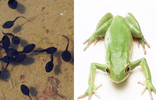 青蛙癞蛤蟆和蟾蜍一样吗有什么区别