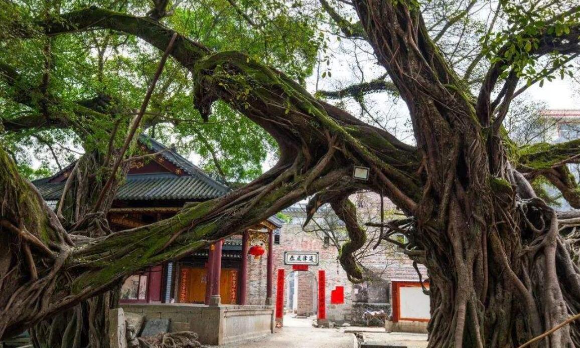 广西榕津华夏第一榕,相传因境内有十株大榕树而得名,实为罕见|南方|古榕|大榕树_新浪新闻