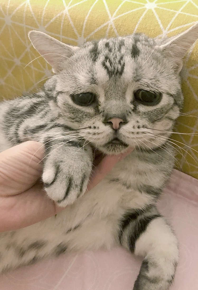 傲娇的表情,不爽的表情,无言的表情,无奈的表情,但是好像很少看到猫咪