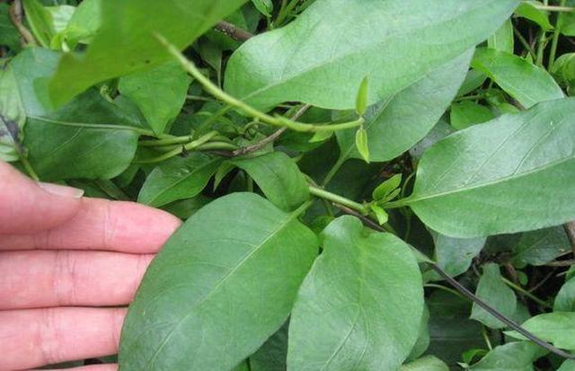 农村一种野草人称鸡屎藤味道很臭做成粑粑却成餐桌美味