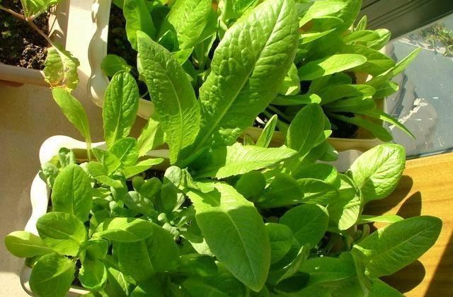 "2种蔬菜"当盆栽,种在"塑料桶"里,30天摘一茬,够全家吃!