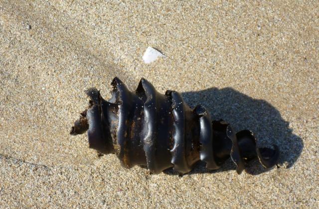 鲨鱼没人敢碰鲨鱼蛋却萌得让人忍不住要摸吃货只想知道好吃吗