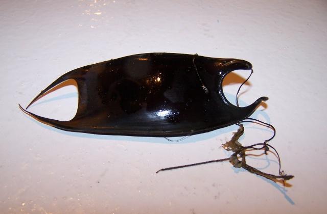 鲨鱼没人敢碰鲨鱼蛋却萌得让人忍不住要摸吃货只想知道好吃吗