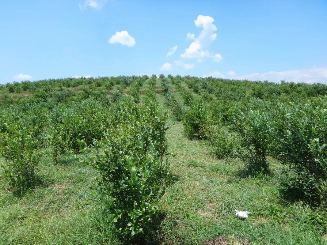 麻江蓝莓基地