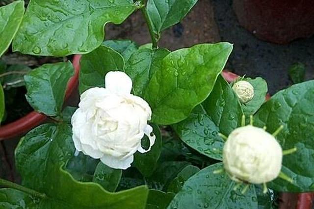 狮子头茉莉花养护有妙招,6个方面做到了茉莉花开花繁茂香味浓