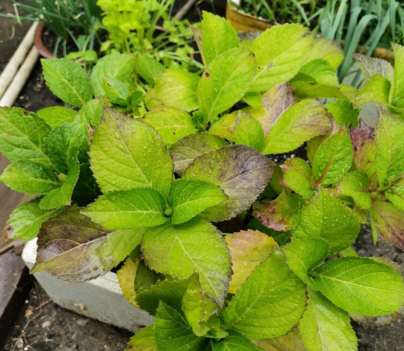 绣球花的叶片开始发黄了是不是可以修剪过冬小苗随意就行