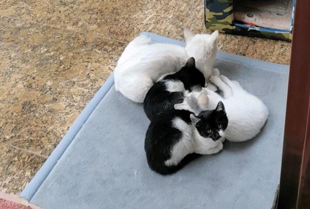 猫妈受到女孩恩惠，她随口说可以带孩子来，隔天它真带上3只小猫休闲区蓝鸢梦想 - Www.slyday.coM