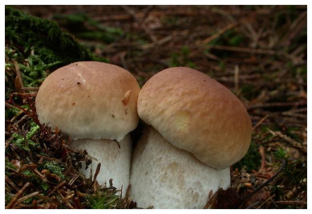 大自然对味蕾的馈赠,云南野生菌,夏天的舌尖彩云南