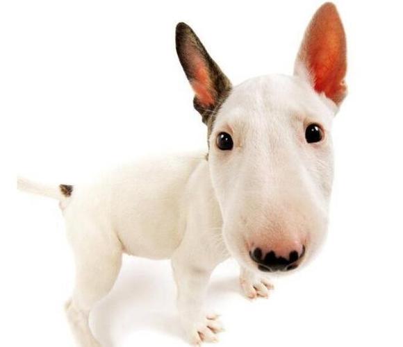 十大猎犬排行_十大聪明犬排名(狗狗智商排名完整版)