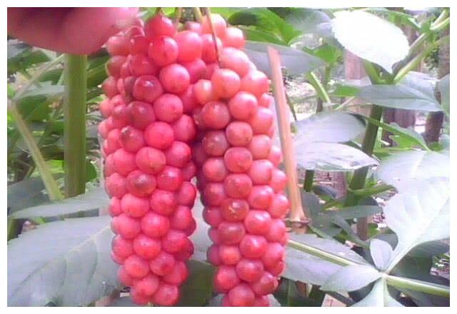 山里人常见的6种野生水果,城里人很少见,最后一种谁见过?