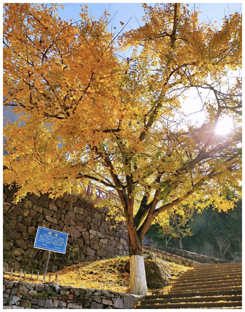 浙江深山这一古村,摇身一变最美古树公园,秋色染黄古树枝头