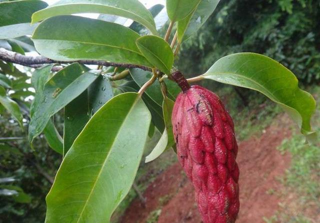 红花木莲花芳香,腹面染红色或紫红色,被列为国家3级保护植物