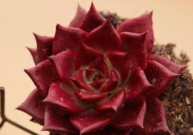 多肉植物红灵魂和罗宾是同一个品种吗有什么区别