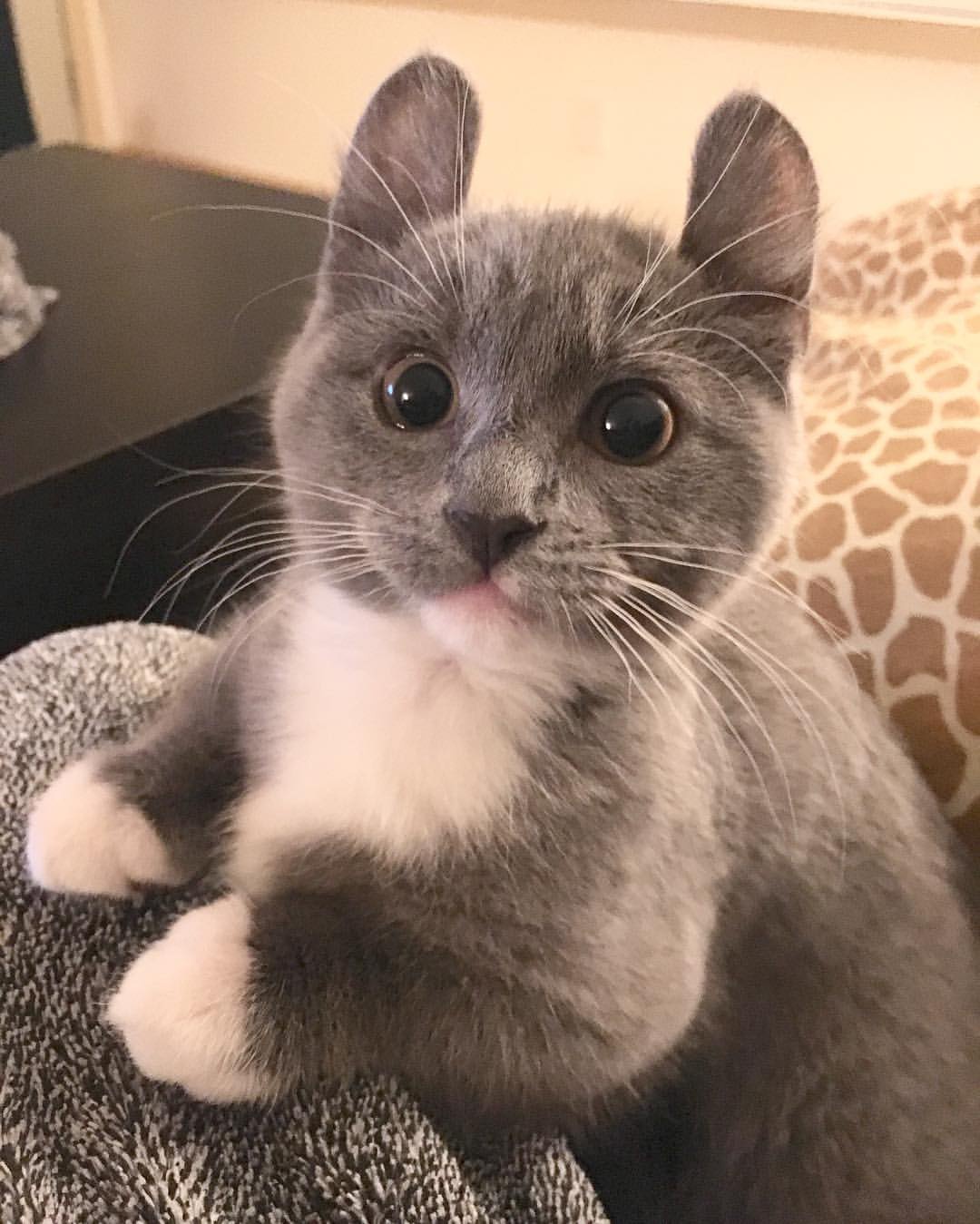 我是一只萌萌哒的蓝白小卷耳猫_高清图集_新浪网